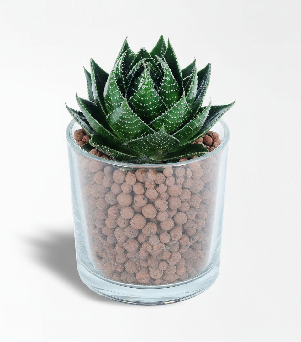 Cam Vazoda Aleo Cosmo Sculent