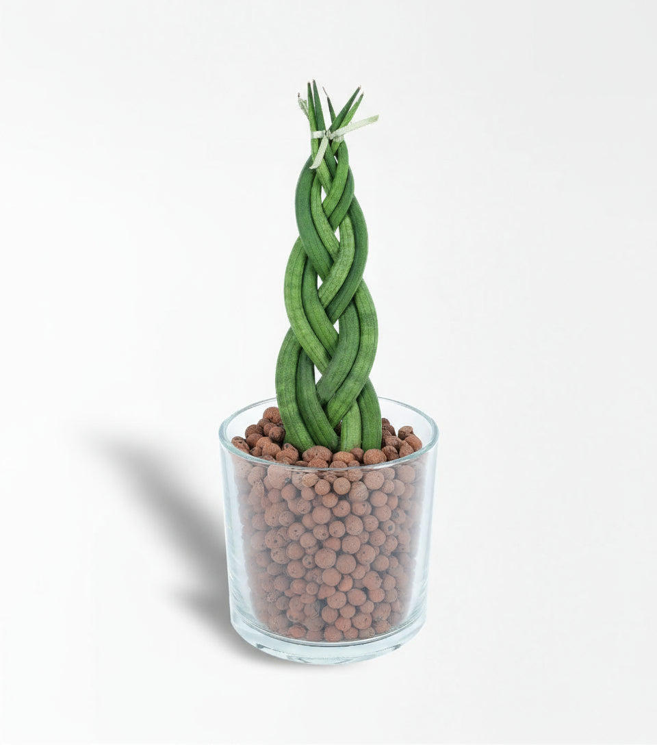 Cam Vazoda Örgü Sanseverya