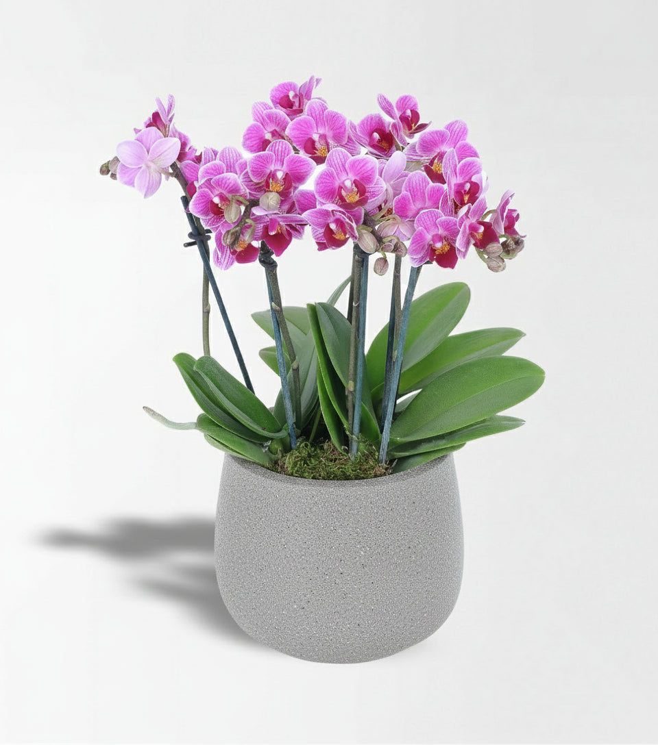Beton Saksıda 6 Dallı Mini Orkide Bahçesi