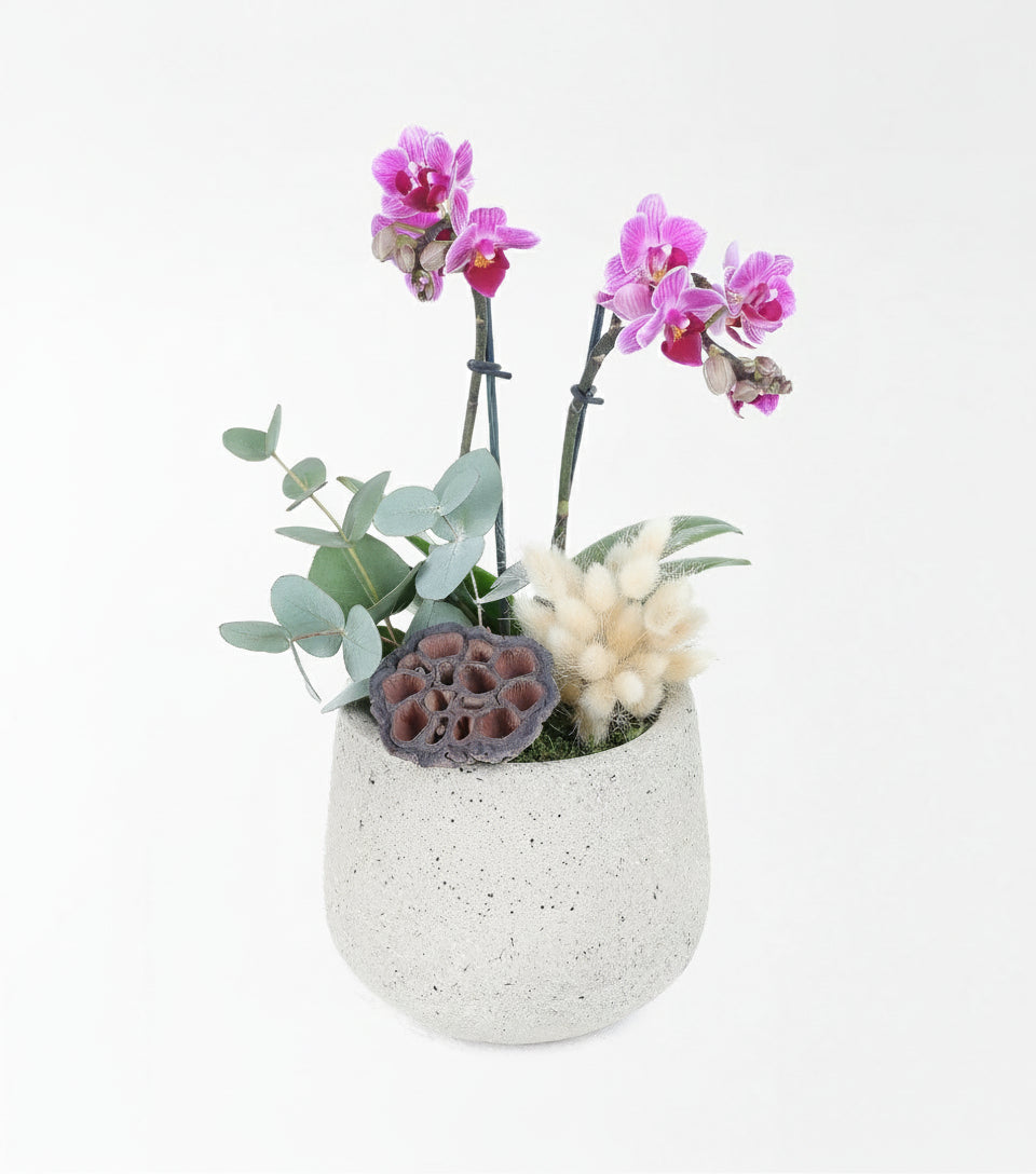 Beyaz Saksıda Pembe 2 Dallı Orkide Aranjmanı