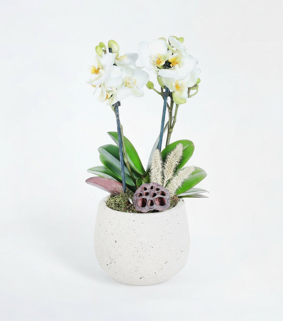 2 Dallı Beyaz Multi Orkide Aranjmanı