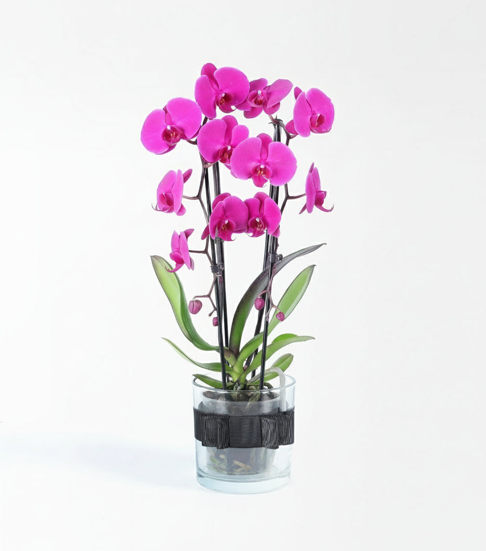 2 Dallı Mor Cascade