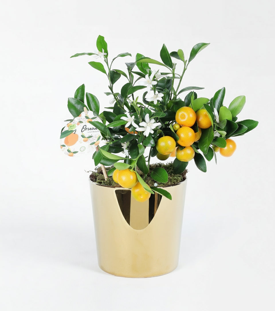 Bakır Cam Vazoda Mini Mandalina Ağacı