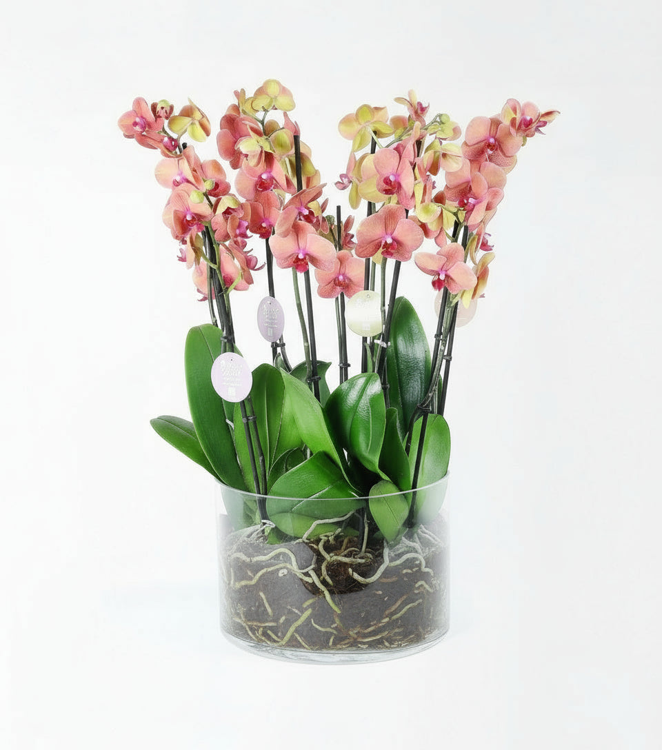 Cam Vazoda 10 Dallı Surfsong Turuncu Orkideler