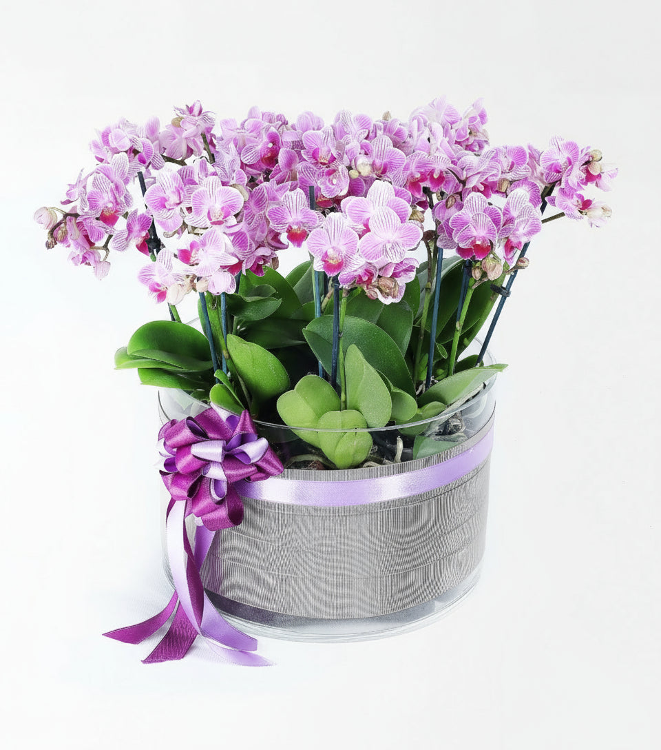 Cam Vazoda 20 Dallı Pembe Multi Orkide Bahçesi 20 Dallı