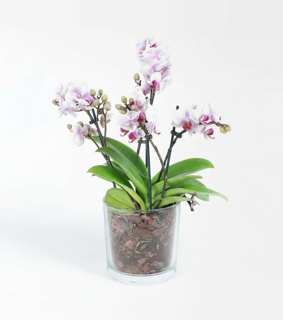 Camda 4 Dallı Beyaz Pembe Mutli Orkide