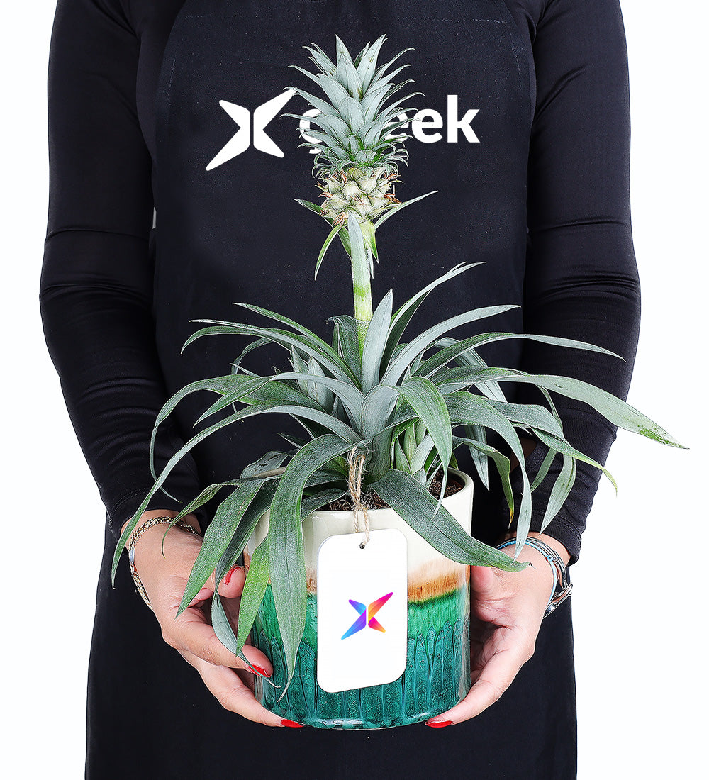 Ananas Amigo