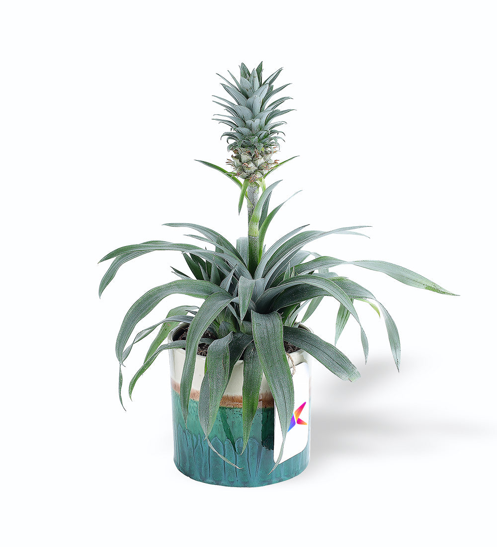 Ananas Amigo