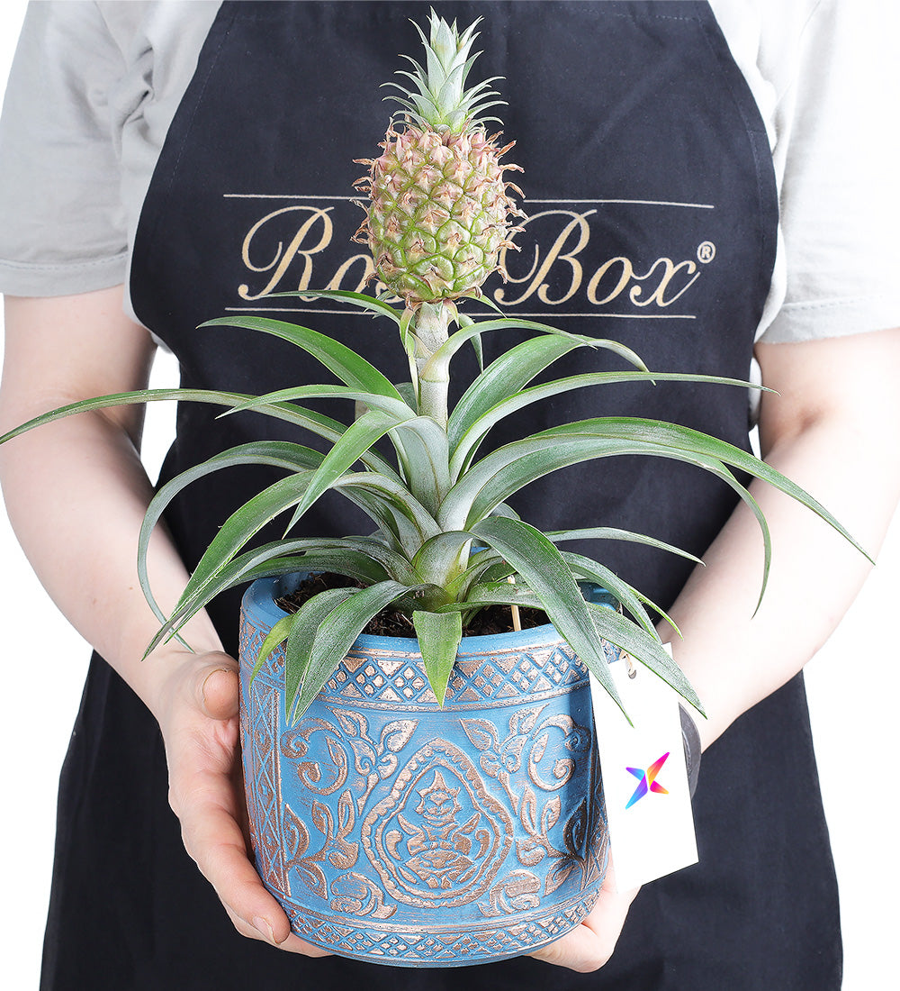 Ananas Amigo Fruit