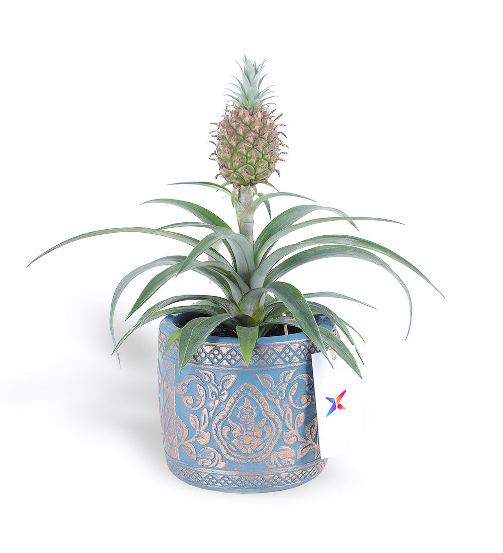 Ananas Amigo Fruit