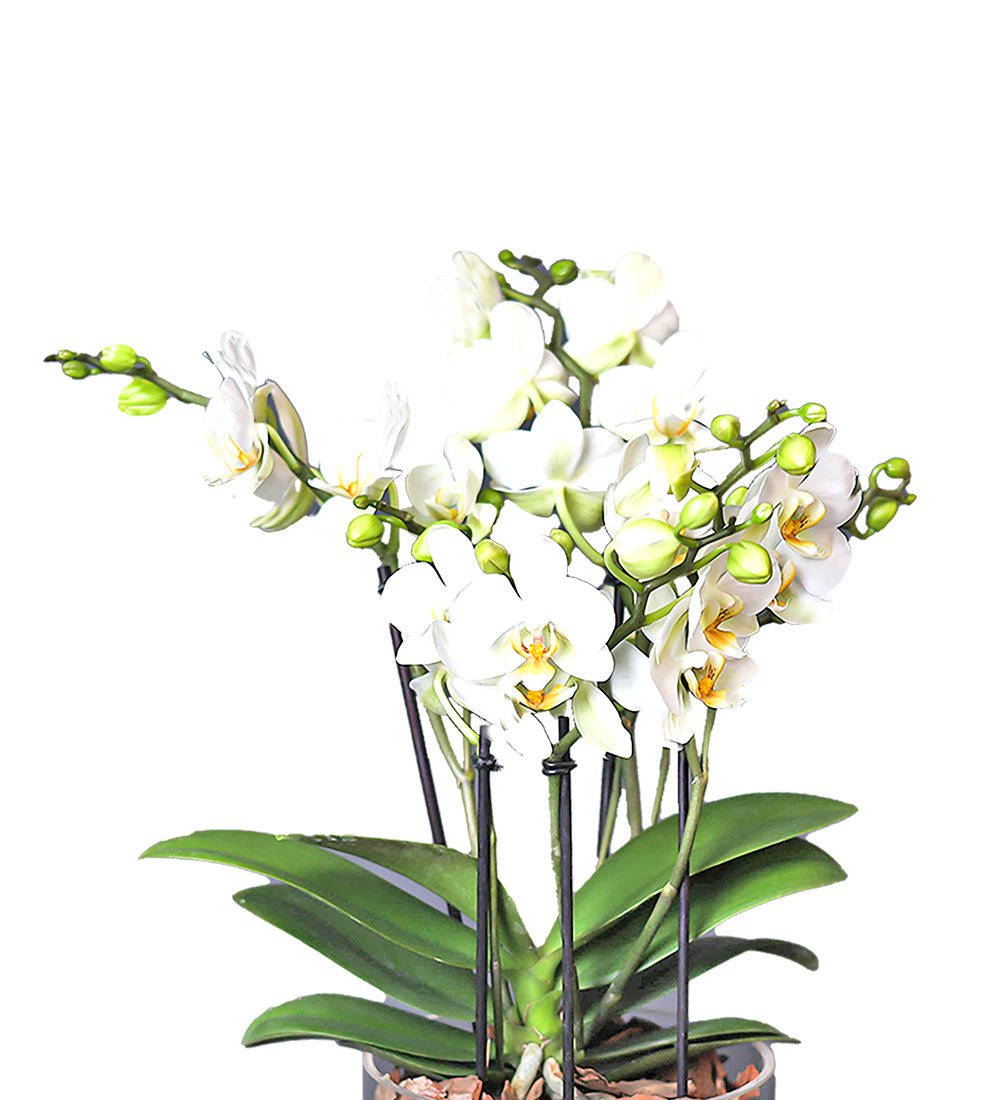 Beyaz Bougetto Orkide