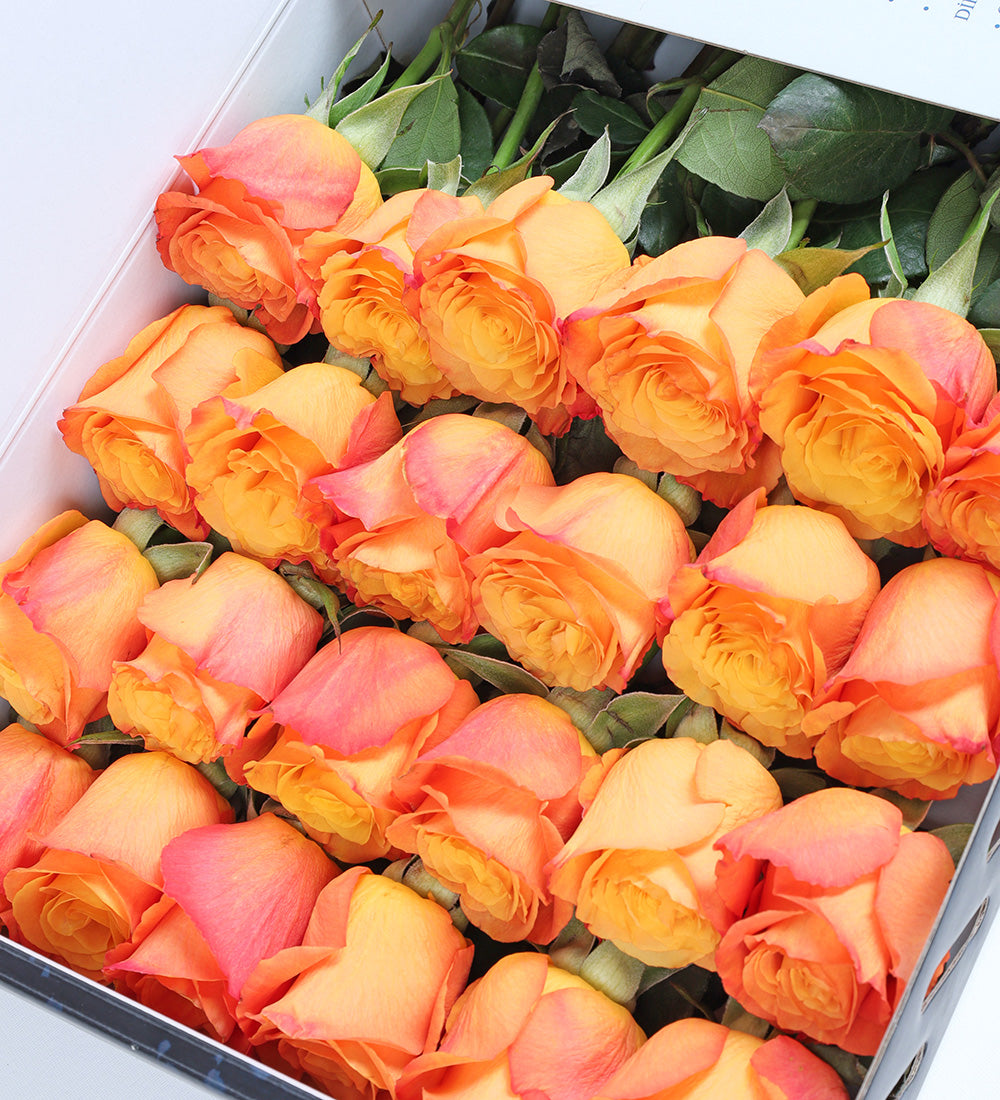 Fotoğraf Baskılı Turuncu Gül