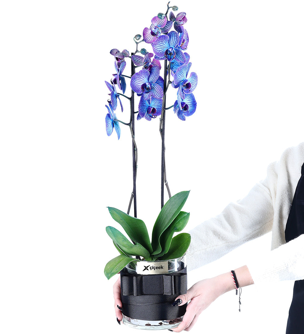 Galaxy Blue 2 Dallı Mavi Orkide