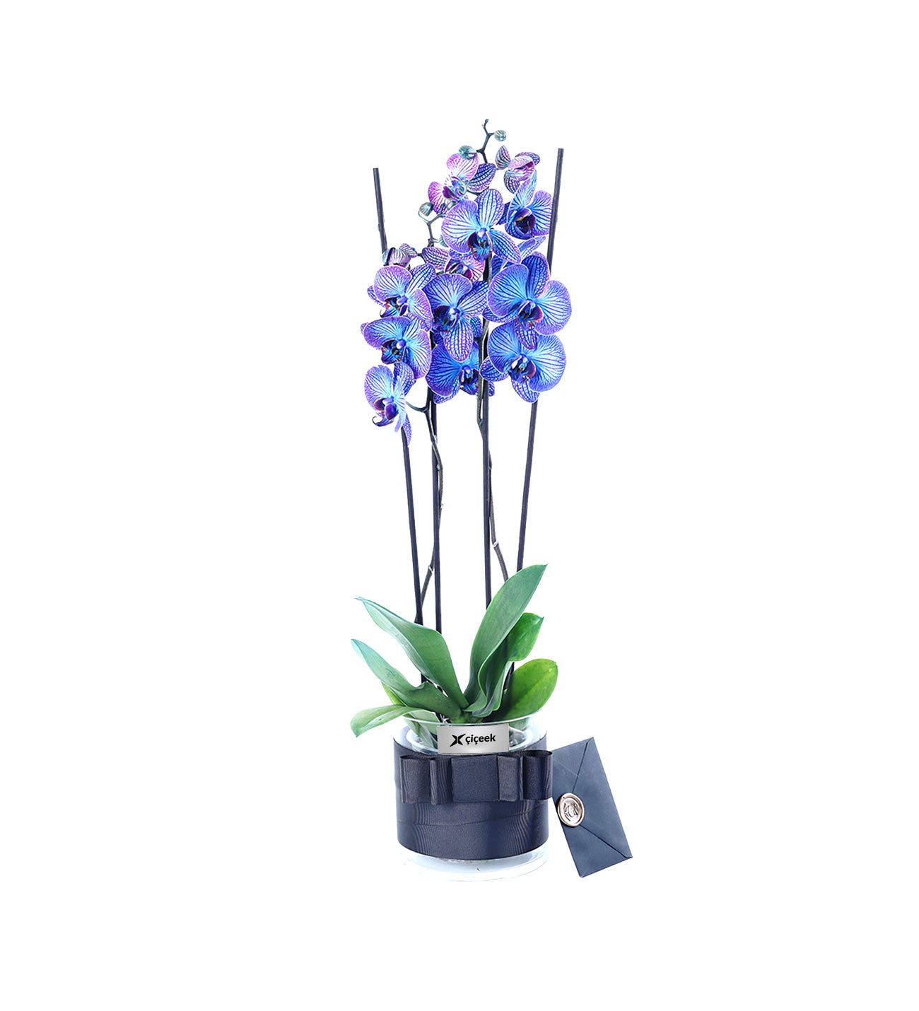 Galaxy Blue 2 Dallı Mavi Orkide