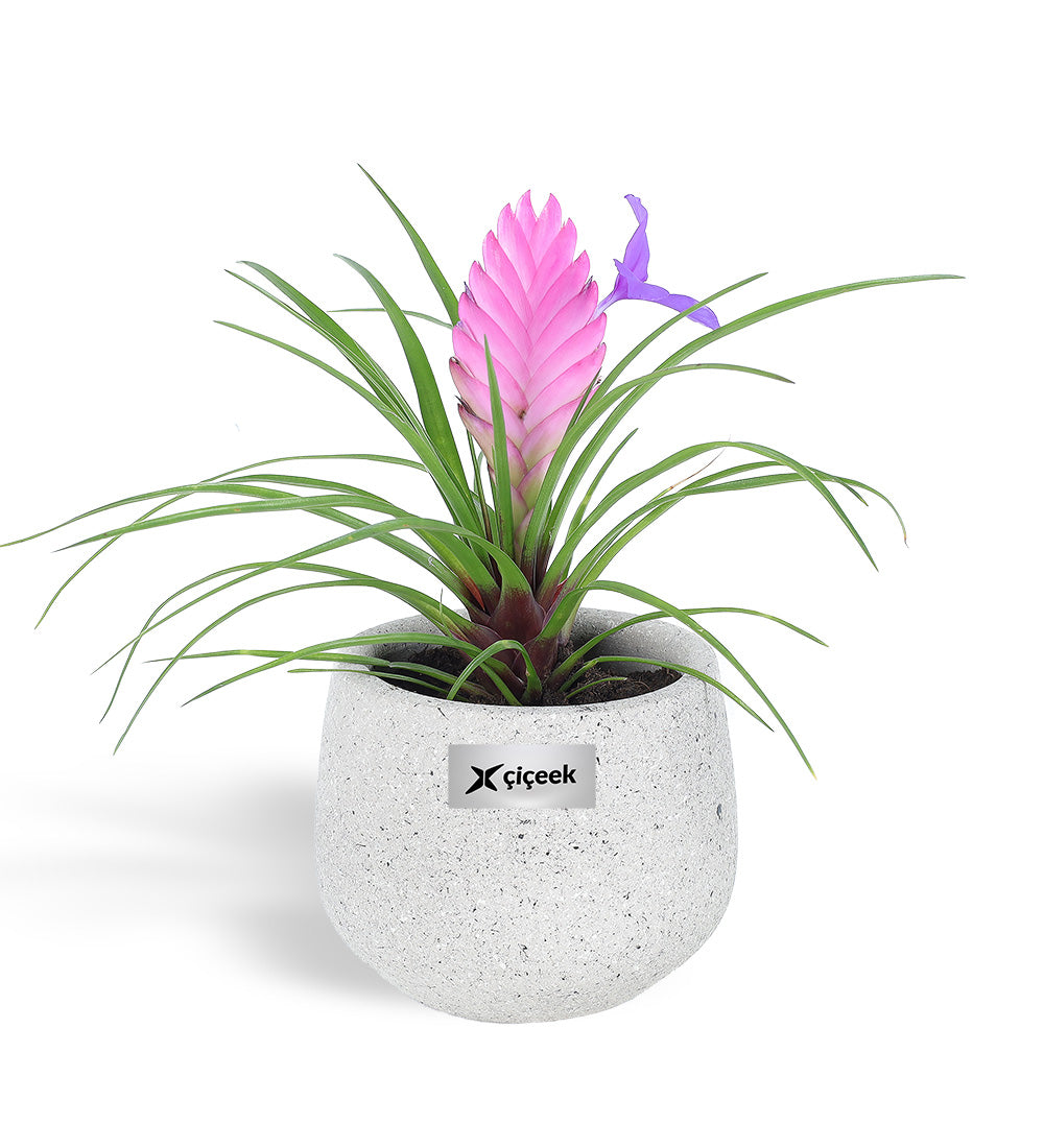 Tilandsia